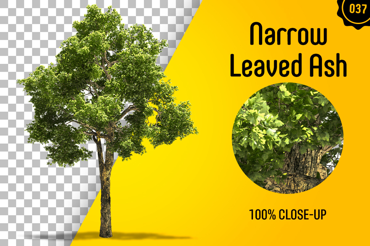 CUT OUT TREES - 60 PCS BUNDLE, a Packaging Mockup by 3DSTORE (Photo 38 of 63)