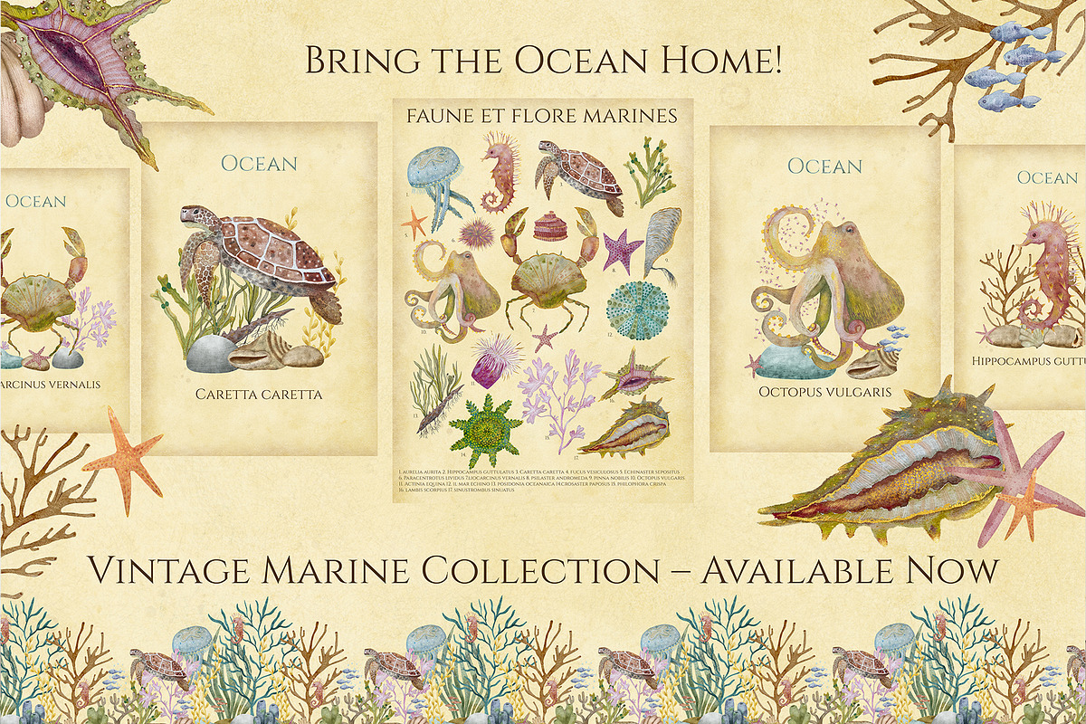 Marine Naturalist Collection, a Graphic by Kattypainting (Photo 10 of 10)