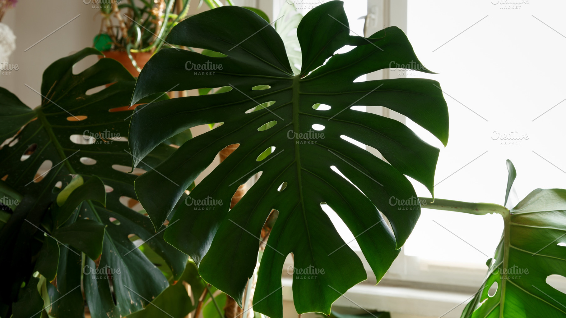 Home plant care scene with large monstera leaves prepared for rehabilitation an, a Photo by matucha