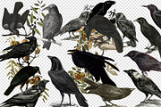 Vintage Ravens and Crows Clipart, an Illustration by Digital Curio (Thumbnail 2 of 4)