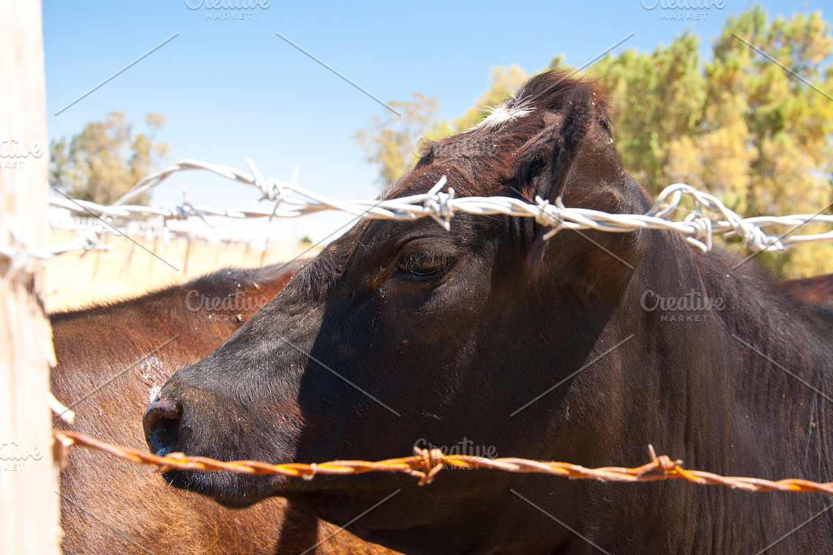 Cow Stock Bundle, an Animal Photo by r.r.palacios (Photo 14 of 14)