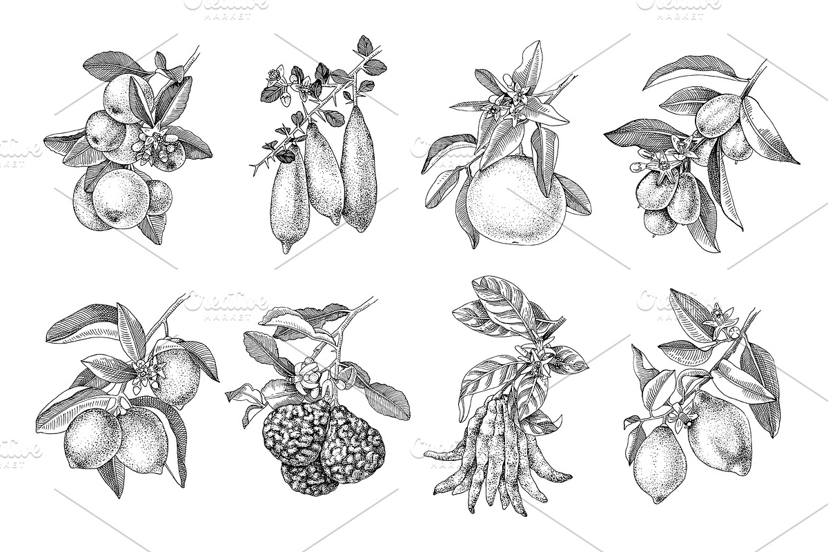 Fresh & citrus, a Food Illustration by handsketched (Photo 8 of 11)