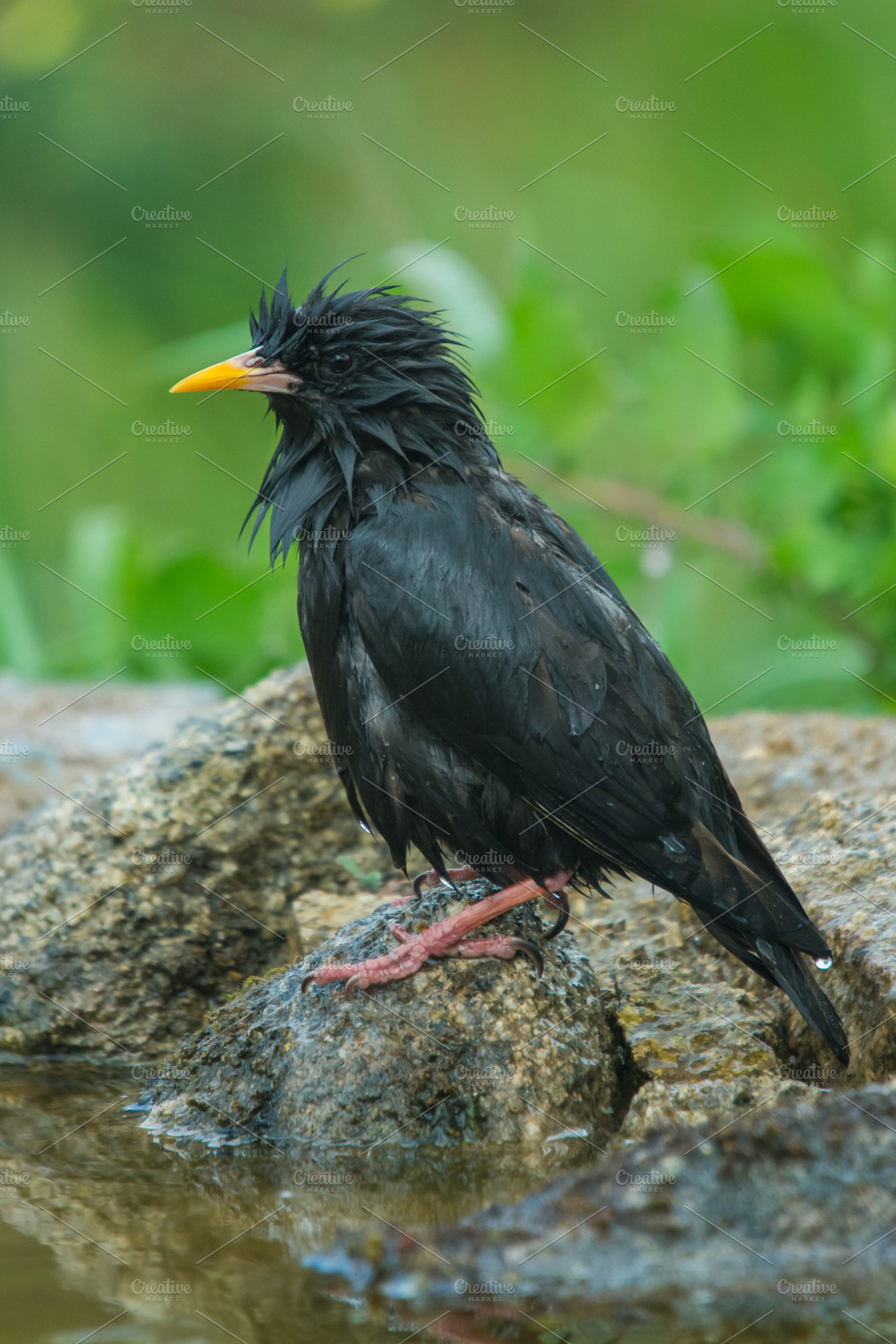 Sturnus unicolor containing alone, animal, and avian