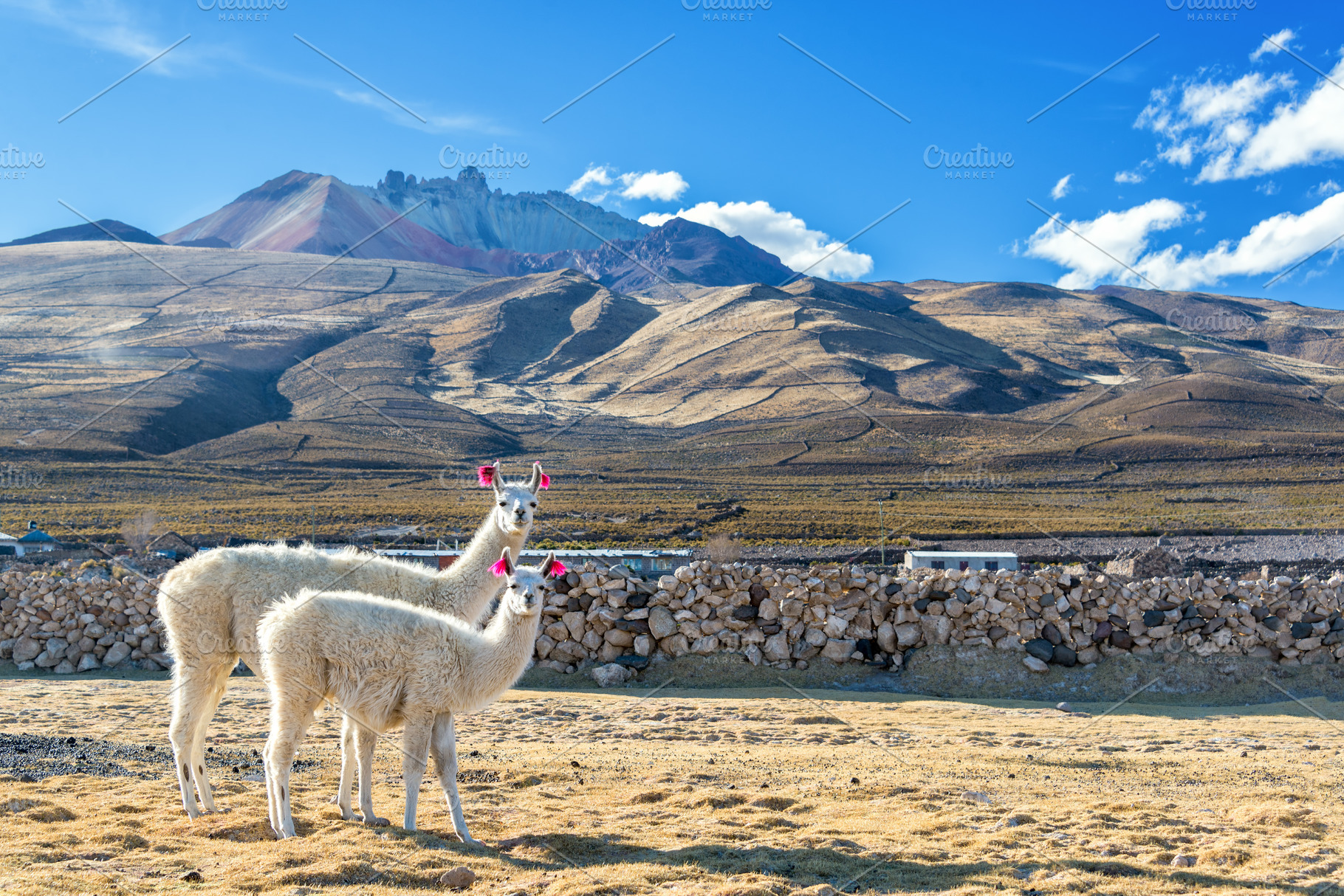 Pair of Llamas, an Animal Photo by JK Travel Photos