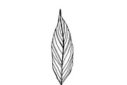 Palm Leaves svg, Botanical png, a Decorative Illustration by Watercolor_Vector Graphic (Thumbnail 24 of 25)