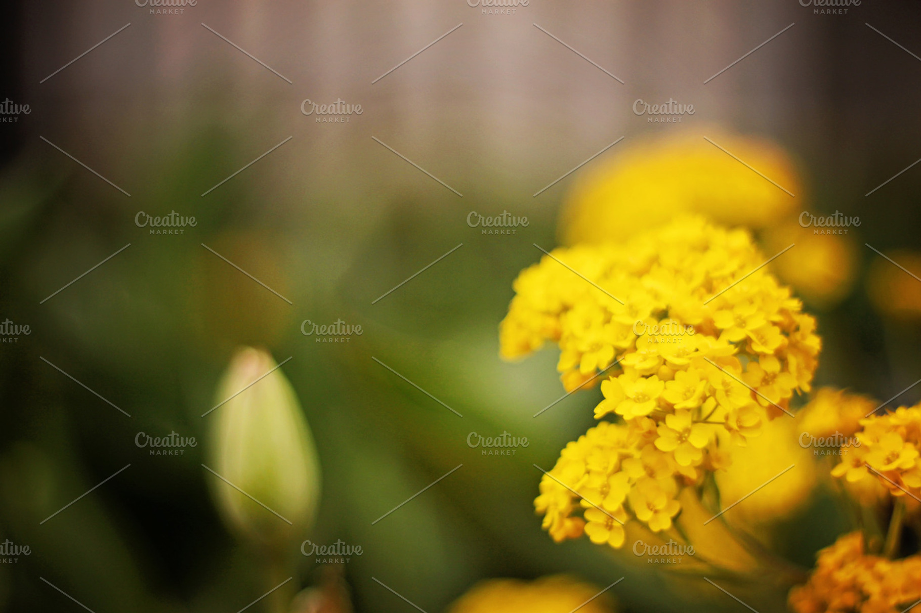 Yellow flowers stock photograph, a Nature Photo by Bellano Web Studio