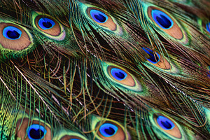Natural texture of peacock feathers, an Animal Photo by Perpis