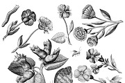 Vintage Engraved Botanical Elements, an Illustration by Jennadesigns (Thumbnail 8 of 12)
