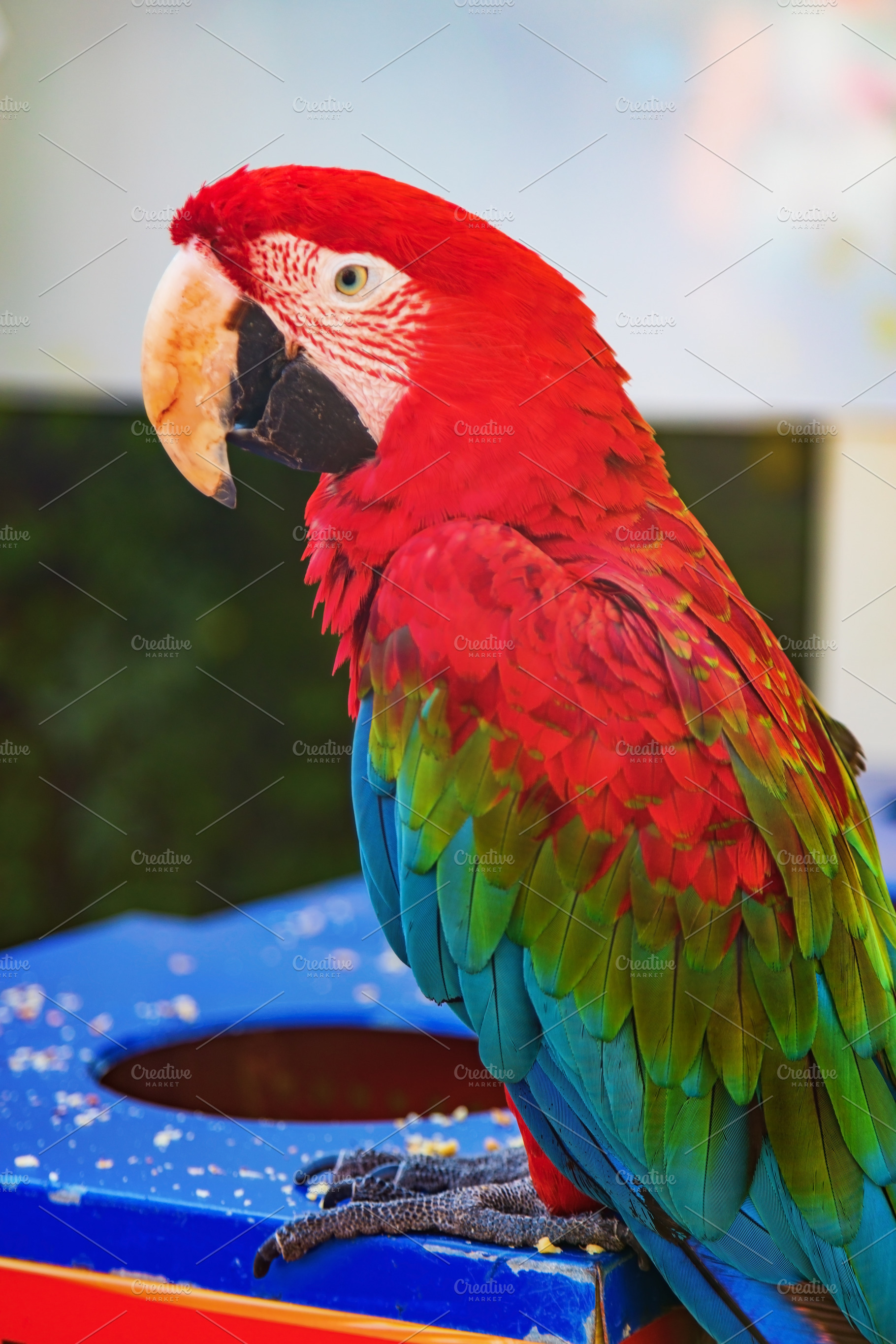 two macaw parrots eat food, an Animal Photo by TanaCh