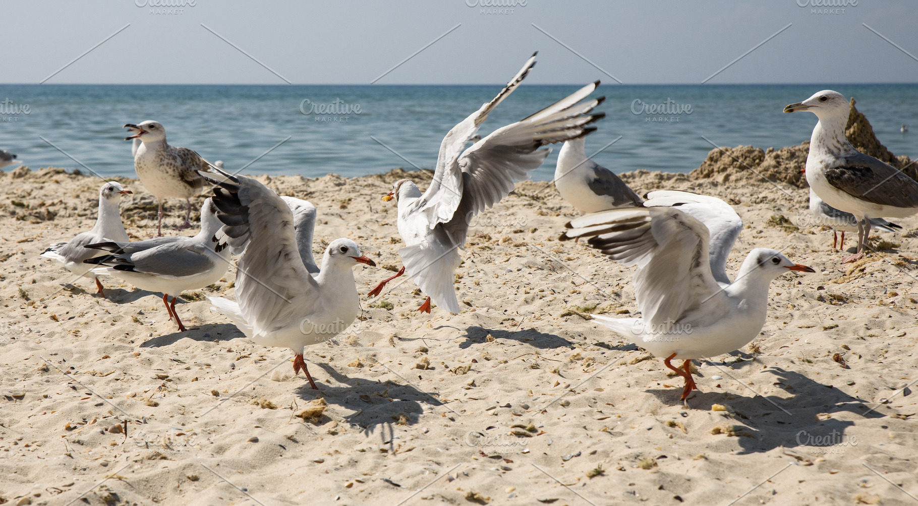 A flock of seagulls on a sandy sea beach on a sunny day, Kherson, an Animal Photo by ndanko