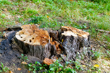 Stumps from cut down trees, a Nature Photo by Serg64