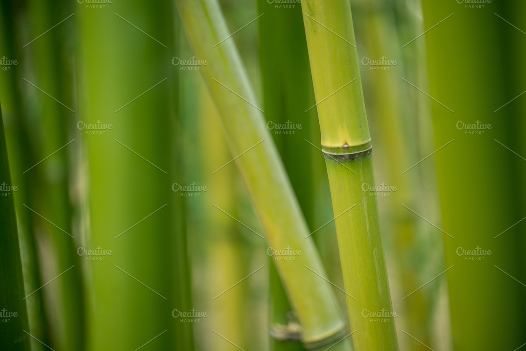 Bamboo stock photo containing bamboo and plant, a Nature Photo by Screeny's Photo Bucket