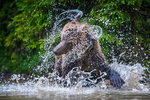 A brown bear splashes in water amidst lush greenery during a sun, an Animal Photo by Byrdyak