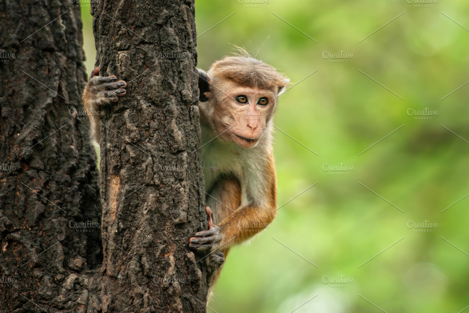 Monkey explores tree in lush forest during daytime, showcasing curiosity and ag, an Animal Photo by Byrdyak