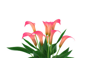 Calla Lily Pink