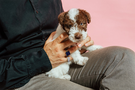 Fox terrier sitting on his owner's legs