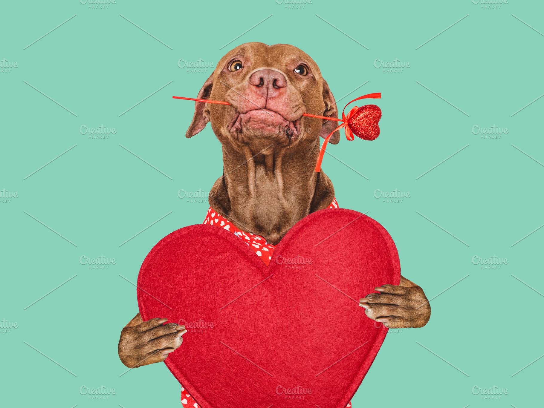 Cute brown dog and red heart. Beautiful greeting card, an Animal Photo by Svetlana Barchan
