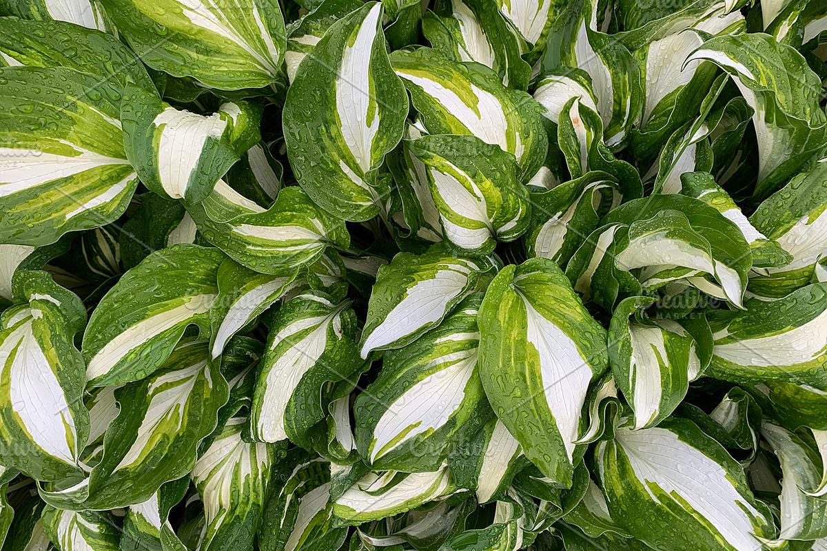 Green Natural Leaves Texture, a Photo by VetalStock (Photo 2 of 8)