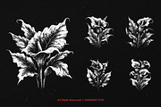 10 Bundle Dark Art Aglonema Botani, an Illustration by Morspective (Thumbnail 3 of 7)