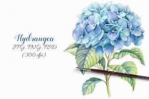 Watercolor Blue Hydrangea