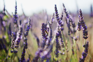 Sunset lavender