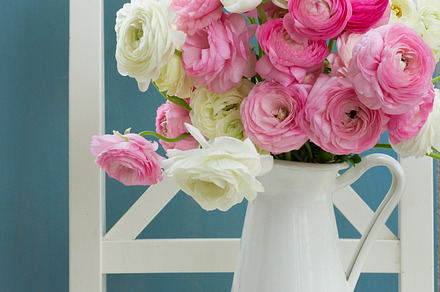 Pink and white ranunculus flowers containing flowers, flower, and background, a Nature Photo by Neirfy