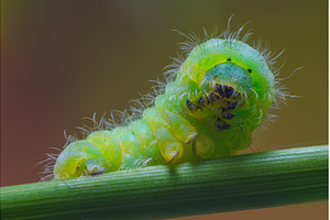Black spotted yellow Caterpillar, an Animal Photo by Lukas Jonaitis SHOP