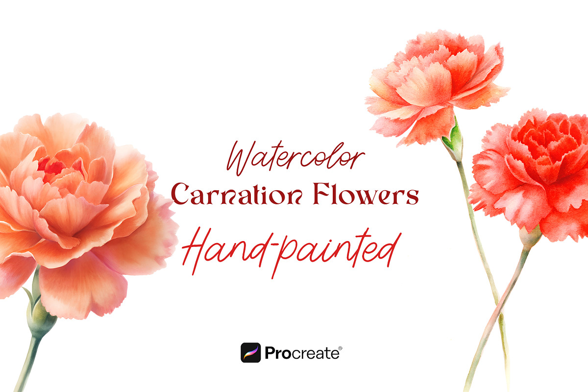 Watercolor Carnation Flowers Clipart, an Object Graphic by crafty (Photo 1 of 7)
