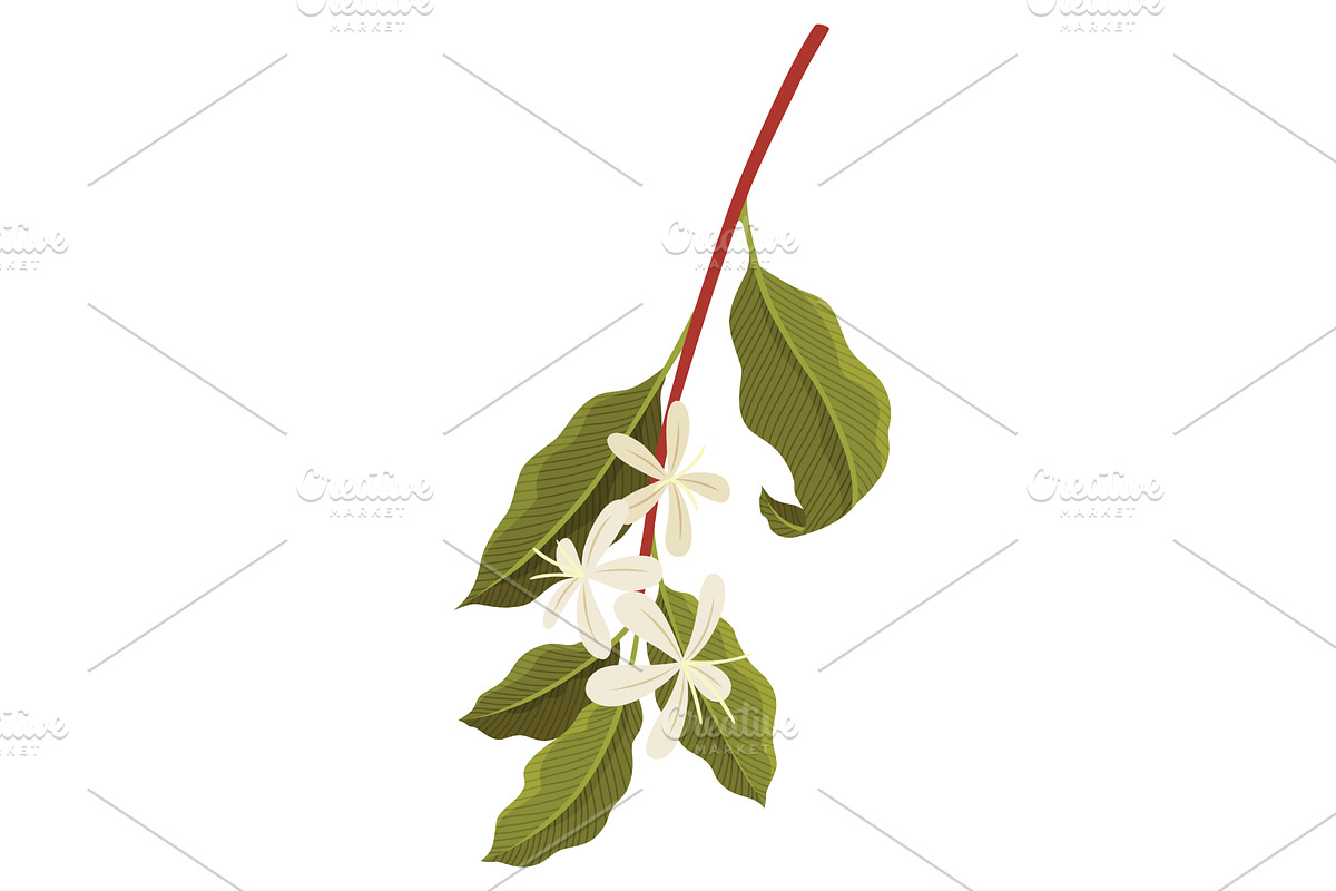 Branch of Coffee Plant with flowers, a Food Illustration by the8monkey