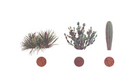 Sahara Flowers #01, a Product Mockup by ARKS ACADEMY (Thumbnail 3 of 10)