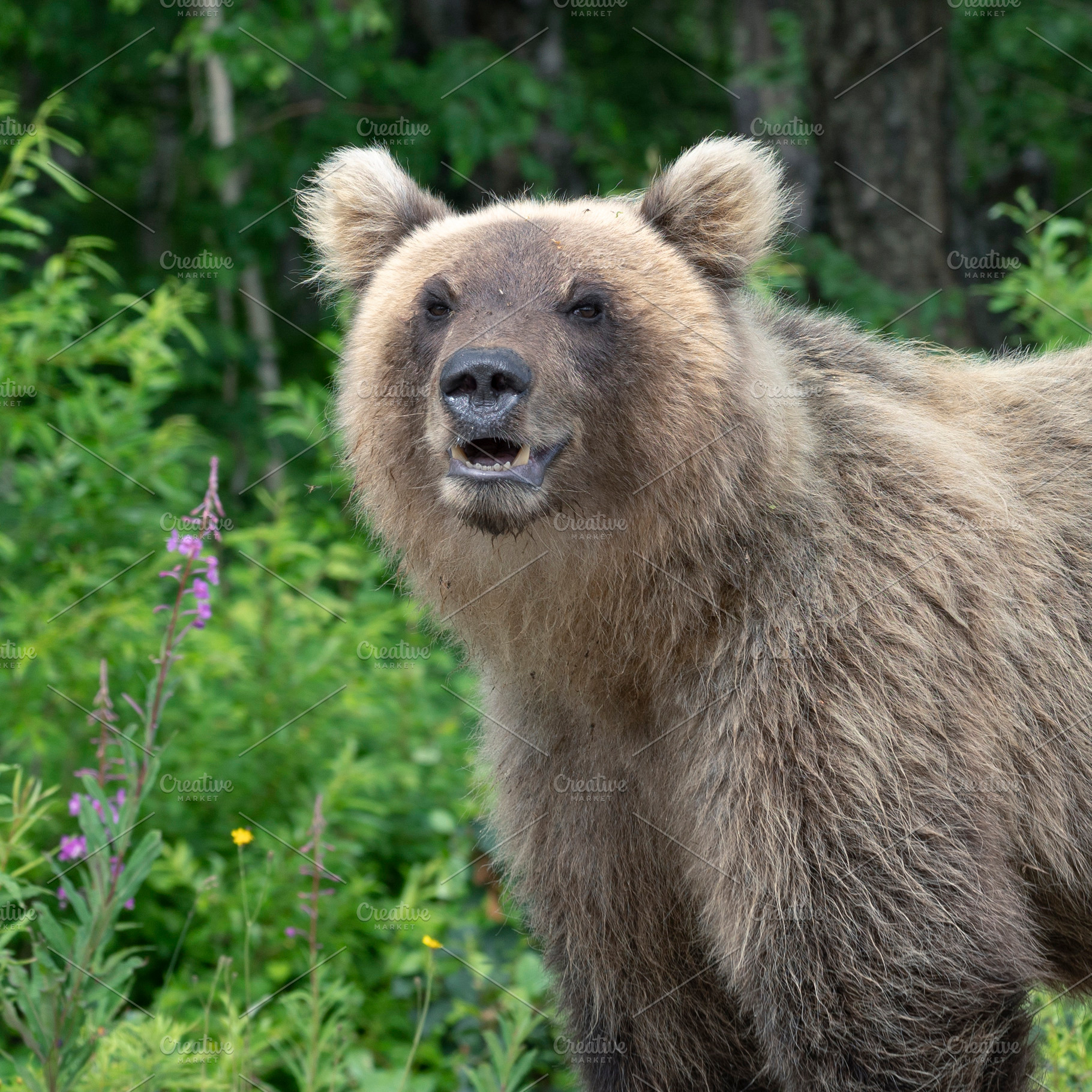 Portrait hungry kamchatka brown bear, an Animal Photo by Alexander-Piragis
