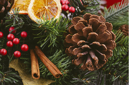 Close-up of a cone on a fir branch