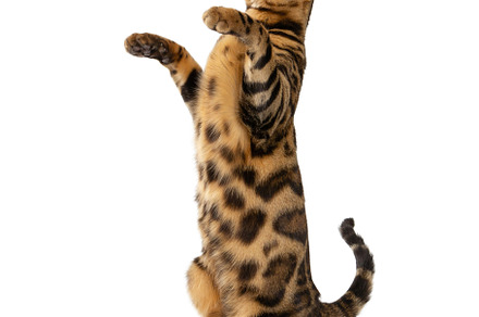 Bengal cat isolated on white