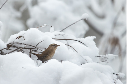 small bird wren among the snowy, an Animal Photo by Pakosta