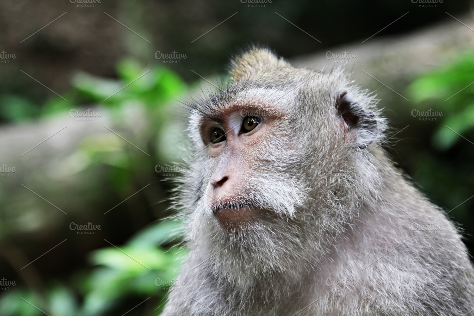 Cute monkey, a Photo by saiko3p