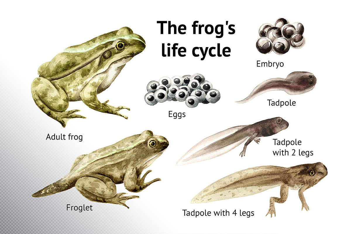 Frog Life Cycle, an Animal Illustration by Daria Ustiugova (Photo 2 of 6)