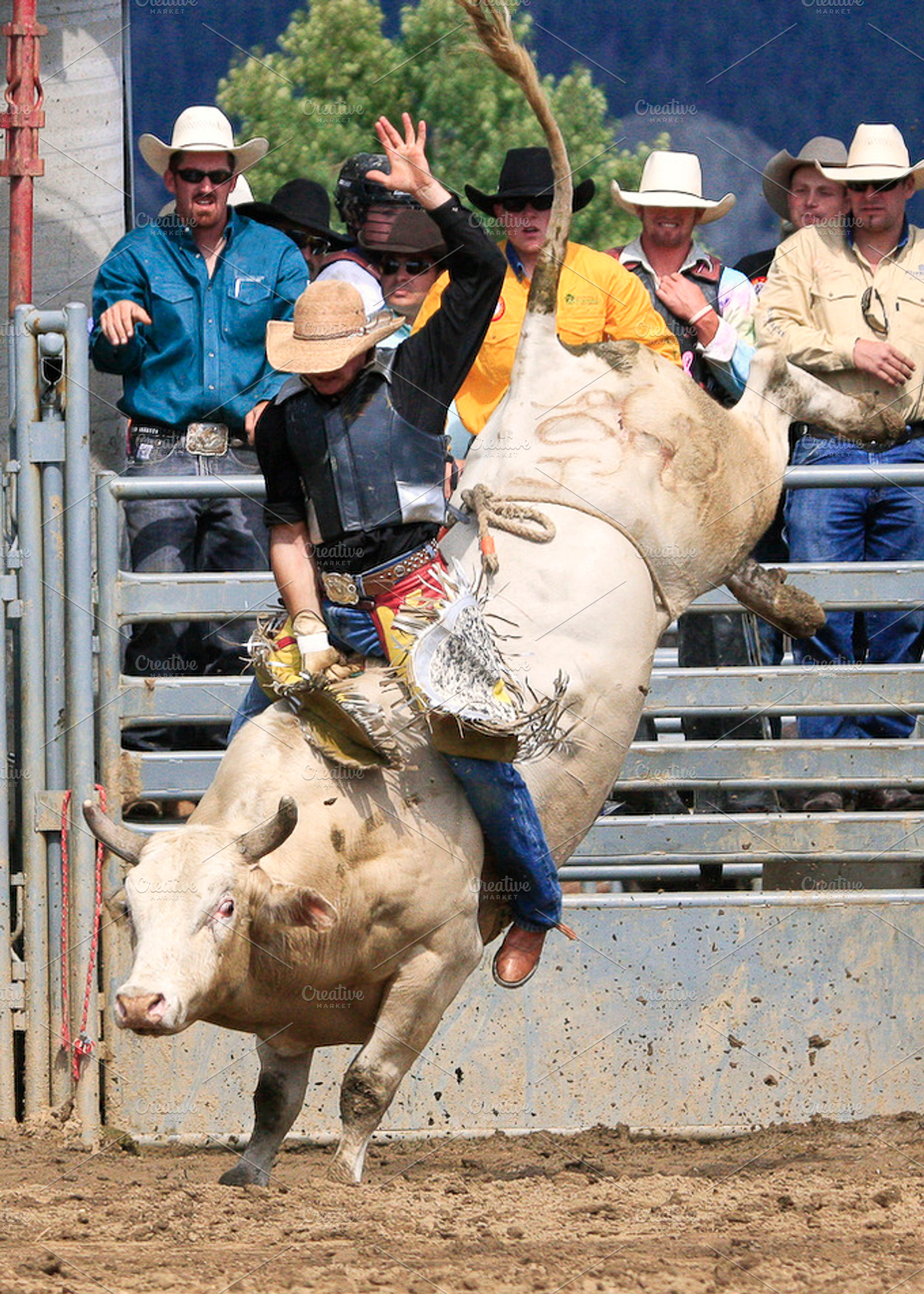 Bull riding containing bull, animal, and rodeo events, a Sports & Recreation Photo by RodeoPixels WesternImage