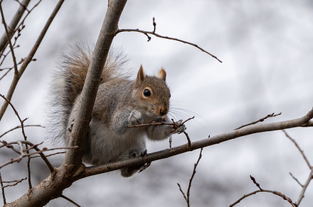 Squirrel Eating Tree Buds, a Photo by Clinton Weaver