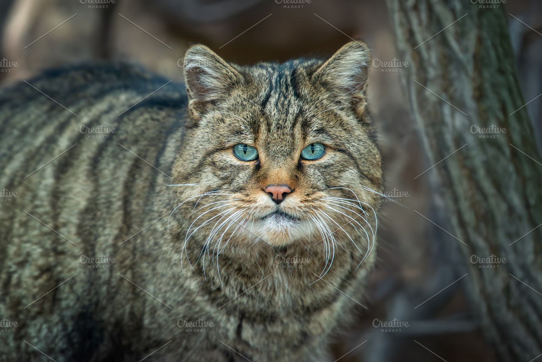 A wild cat observed in its natural habitat, showcasing striking, an Animal Photo by Byrdyak