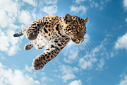 116 Flying animals, an Animal Photo by Handmadefont (Thumbnail 71 of 119)