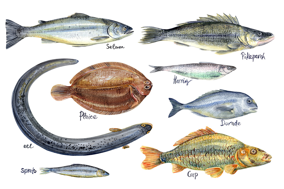 Watercolor FISHES, a Pattern Graphic by JennyColorArt (Photo 3 of 7)