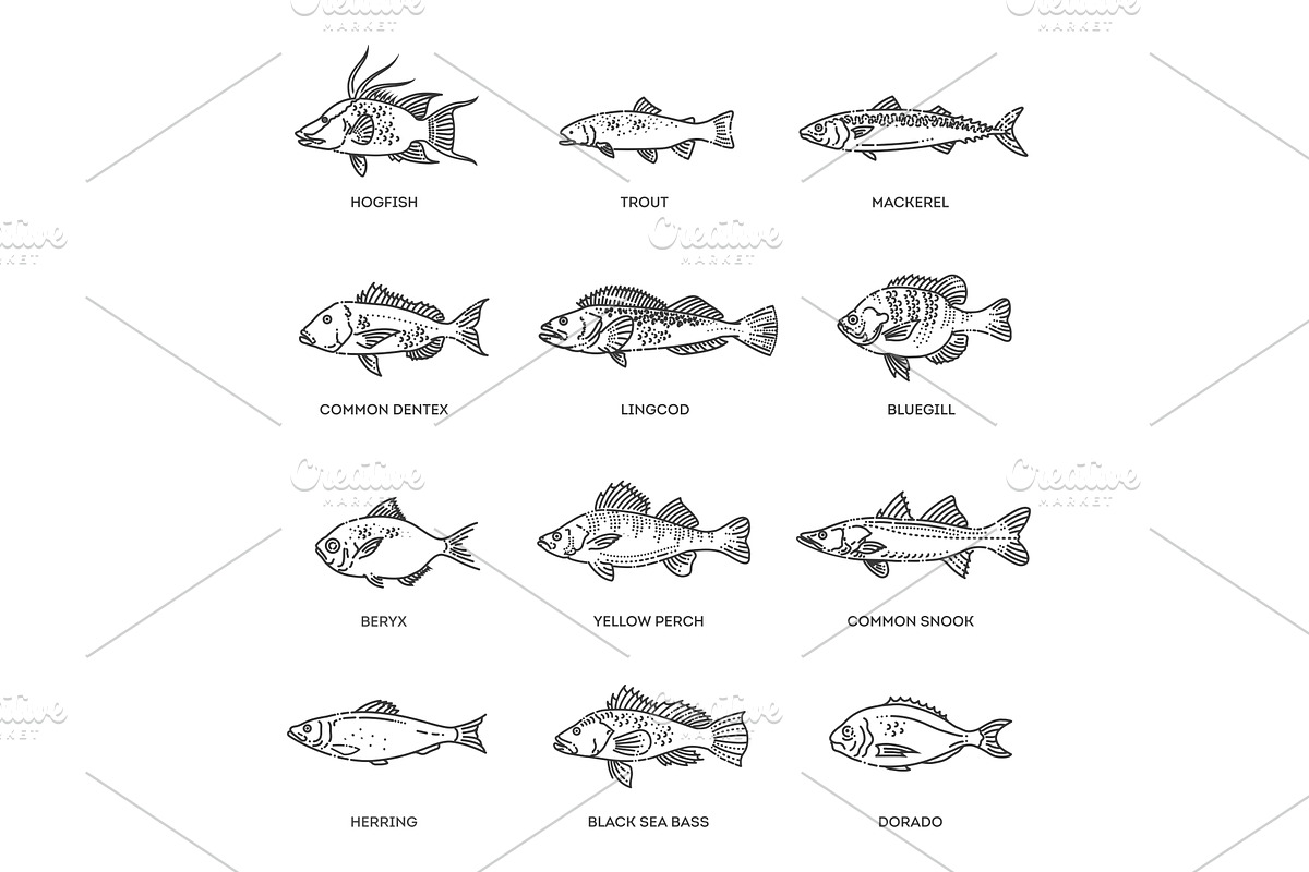 Different types of fish, an Animal Illustration by Tettygreen