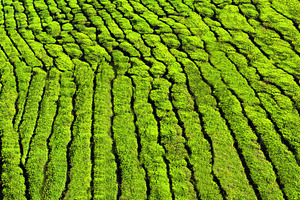 Tea plantation as a background, a Photo by saiko3p