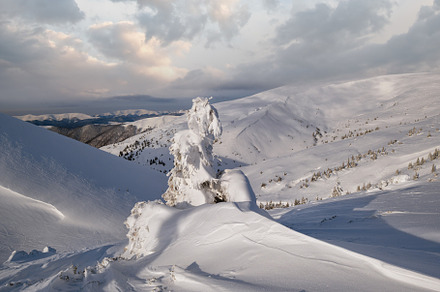 Snow covered fir trees on snowy mountain plateau, tops with snow, a Nature Photo by YuriyB