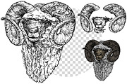 Hand drawn Ram, an Animal Illustration by ArtOwl (Thumbnail 5 of 5)
