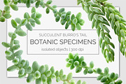 Succulent Burro's Tail Isolated, an Object Graphic by Turning Moss (Thumbnail 1 of 6)