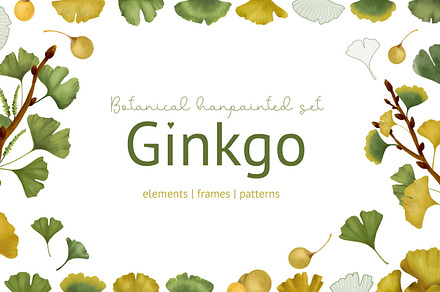 Ginkgo biloba. Botanical set
