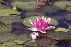 Lotus featuring nature, picture, and image