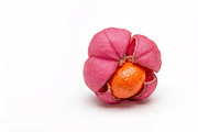 10 poisonous botanical plants, a Healthcare Illustration by StockVerse Creative (Thumbnail 4 of 12)
