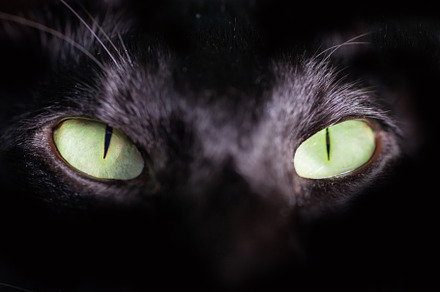 Black oriental cat green eyes
